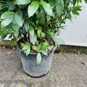 Laurus nobilis (Laurier) struik 200 cm