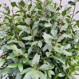 Laurus nobilis (Laurier) struik 200 cm