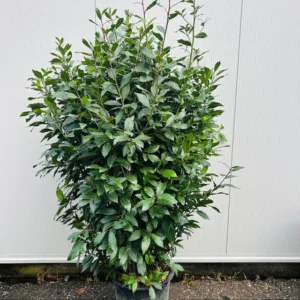 Laurus nobilis (Laurier) struik 200 cm